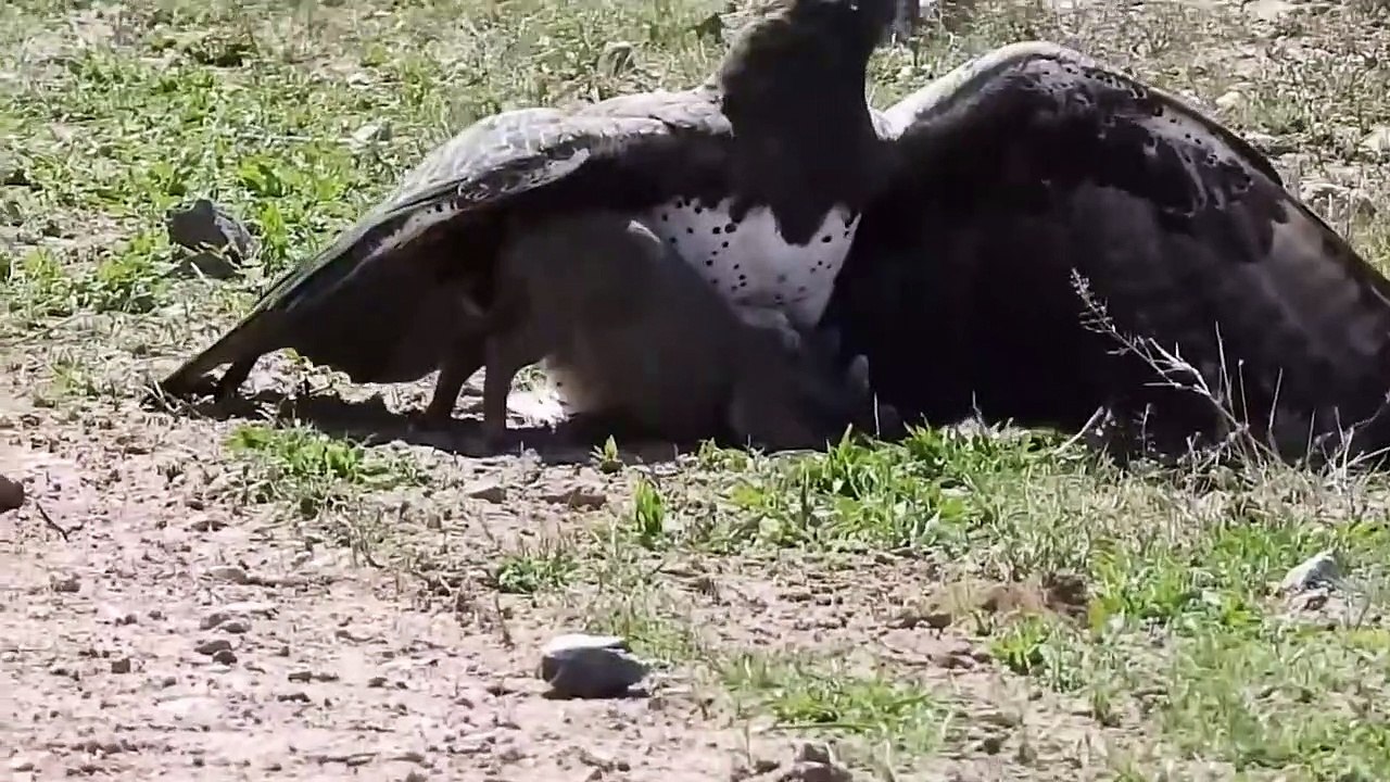 Unbelievable Eagles Attacks - Eagle vs Deer, Goat, Warthog