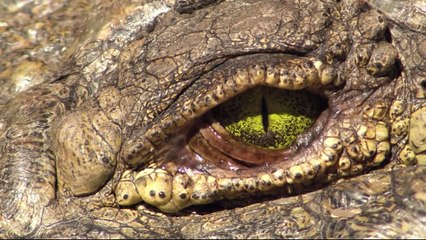 When Lions Accidentally Help a Crocodile Hunt a Baby Hippo