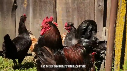 When Roosters Fight To Death