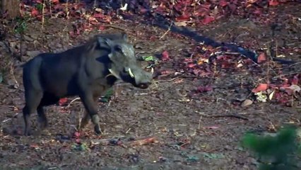 Wild Dogs Shredded a Warthog while it was still alive