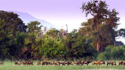 Wild Dogs Rip a Newborn Impala From its Mother's Womb