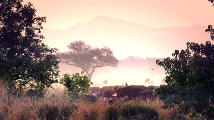 Worst Lion Hunt Fail Ever!