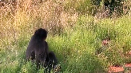 Cheetah Cub's Life is Taken By Baboons in Its Mother's Absence