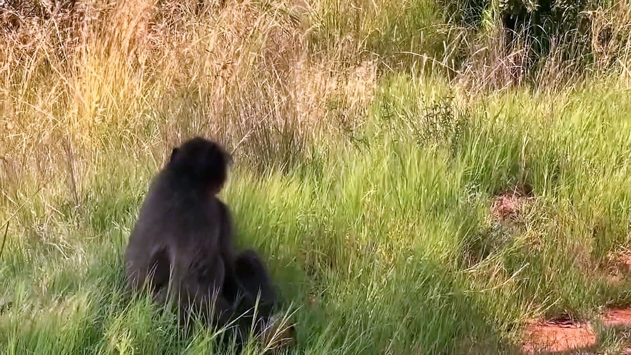 Cheetah Cub's Life is Taken By Baboons in Its Mother's Absence