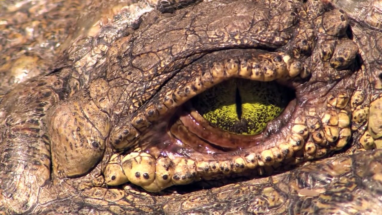 Crocodile Ruthlessly Eats a Hippo !!