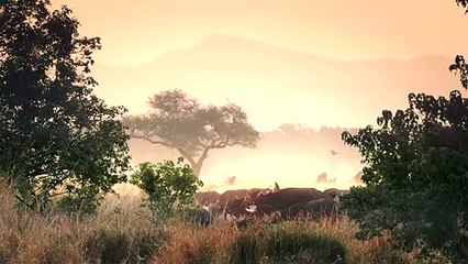 Worst Lion Hunt Fail Ever!