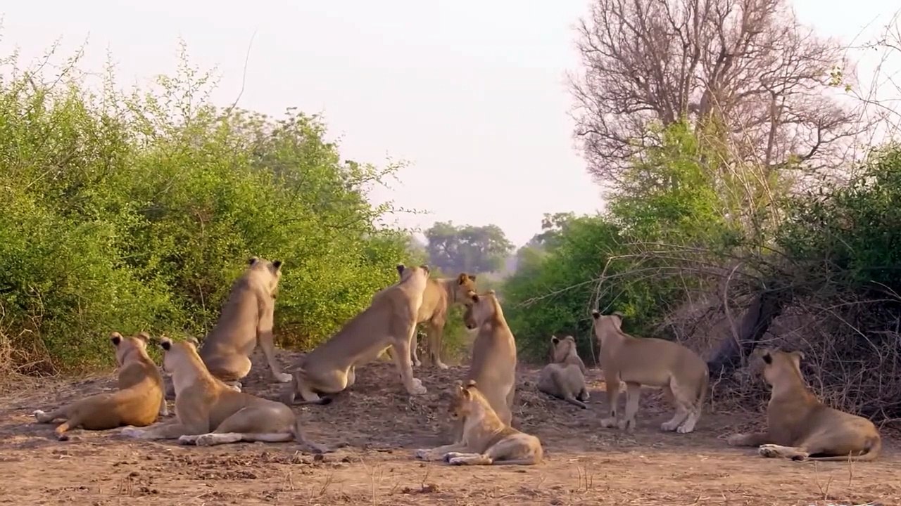 Lions Aren't Kings of The Jungle As Long as They Fear Elephants