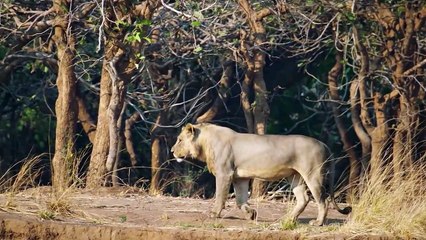 Lions In The Water Are Like Fish To This Crocodile
