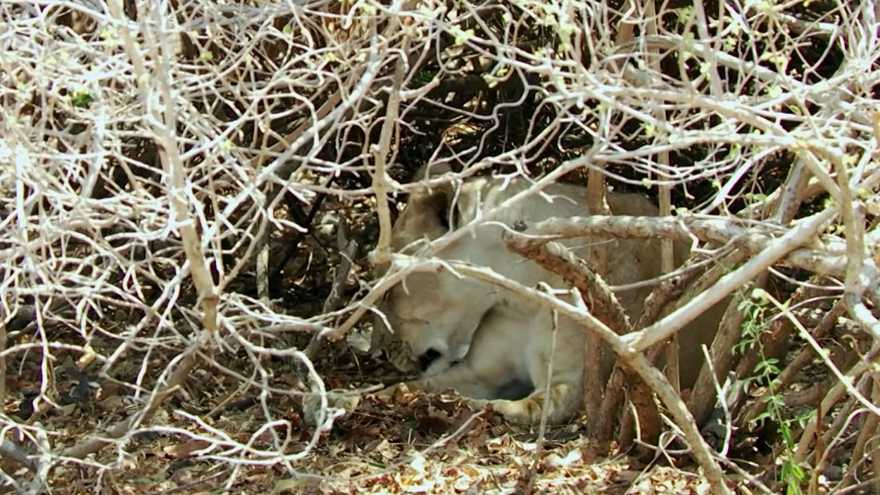 Python Sneaks To Hunt a Lion But Regrets it