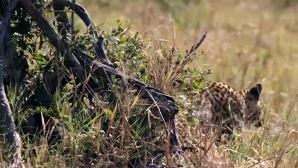 This Leopard Got Punished For Trying To Steal Croc's Meal