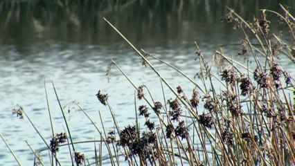 Researchers warn plans to ‘renaturalise’ drains won’t be quick or cheap