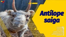 Punto de Encuentro | Antílope saiga y su posible extinción por la caza furtiva