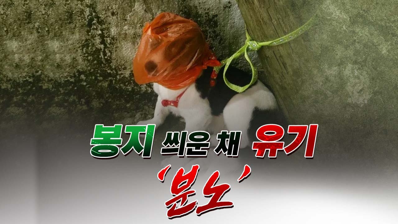 "강아지 머리에 봉지를"...폭염 골목길에서 마주한 '동물학대' [띵동 이슈배달] /...
