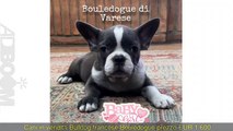 Bulldog francese Bouledogue