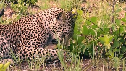 This Leopard Managed To Crack The Turtle's Shell To Devour It