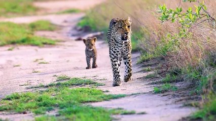 Young Leopard Kill An Impala Alone