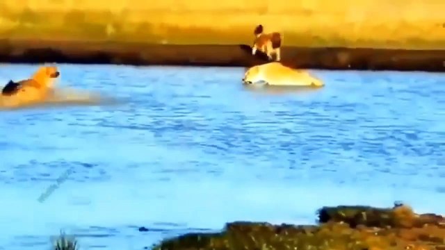 Wild Wonders Jaw-Dropping Beastly Acts in the Forest