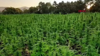 Ministre de l'Intérieur： 16 millions de plants de cannabis saisis dans le cadre d'une opération narco-terroriste