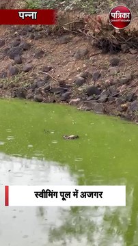 स्वीमिंग पूल में अजगर