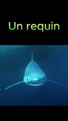 Un requin sème la panique en Espagne