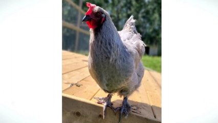 Henrietta adlı tavuk 202 gramlık yumurta yumurtladı!