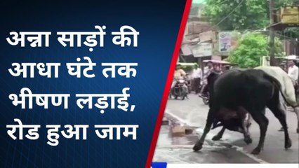 फर्रुखाबाद में खून के प्यासे दिखे दो अन्ना सांड, देखो लाइव वीडियो हो रहा वायरल