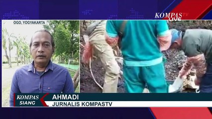 Bagaimana Cara Pemerintah Atasi Antraks? Apakah Statusnya Akan Menjadi KLB?