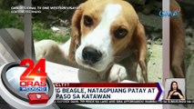 Nawalang beagle, natagpuang patay at may mga paso sa katawan | 24 Oras Weekend