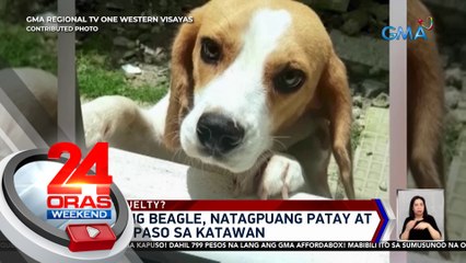Nawalang beagle, natagpuang patay at may mga paso sa katawan | 24 Oras Weekend