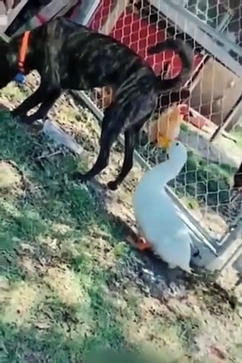 #Funniest Cats and Dogs  - Funny Animal Videos #9