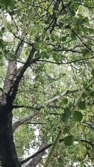 Rainy day with beautiful rain voice