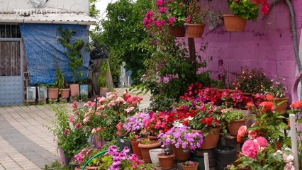 Yakın Rotalar: Gölyazı
