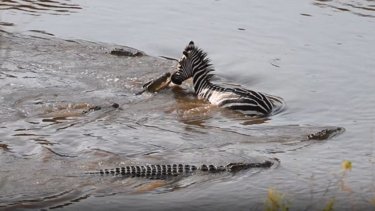 Poor zebra's life flashes before its eyes after being surrounded by hungry crocodiles