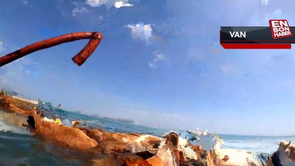 Sıcaktan bunalan hayvanların imdadına Van Gölü yetişiyor