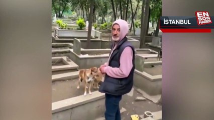 İstanbul'da mezarlıkta köpek kulübeleri tepkilere neden oldu