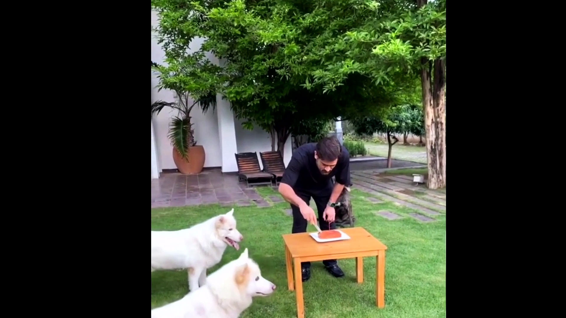 MS धोनी ने 4 डॉगी के साथ सेलीब्रेट किया अपनी बर्थडे, हर इंस्ट्रक्शन को फॉलो करते दिखे कुत्ते