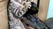 Funny Cats, Ducks and Little Tiger Video