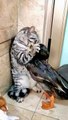 Funny Cats, Ducks and Little Tiger Video