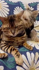 Real Cute Cats Making Fun Video 2023