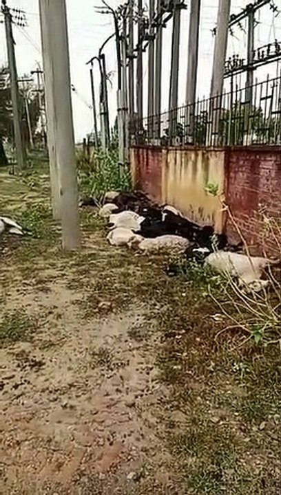 Maximum 152 mm rain in Sangaria district, 40 sheep and goats died due to electrocution during rains