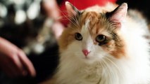 Cat Videos _ Kedi Videoları