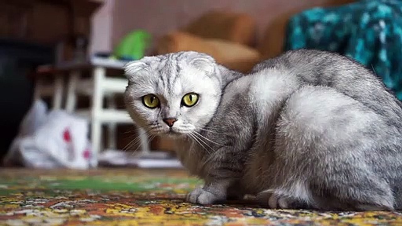 cute cat _ Sevimli Kedi Videoları