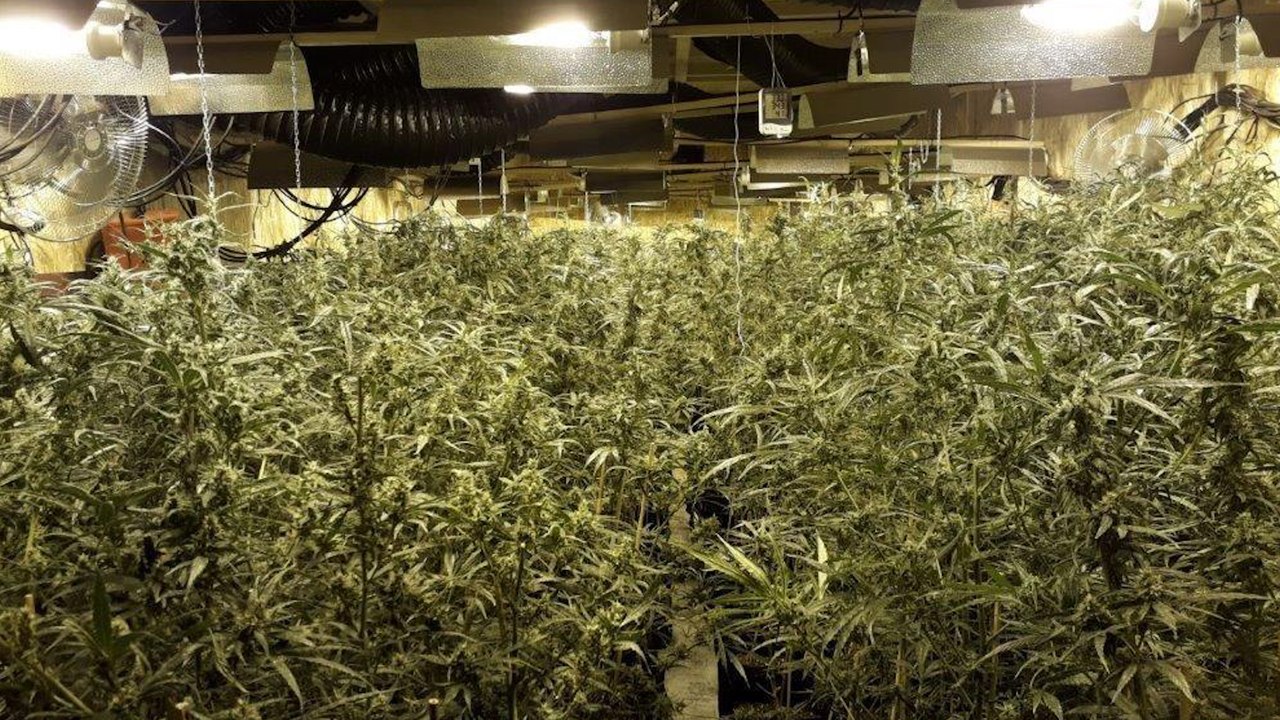 Le petit village d’Isère abritait une ferme clandestine de cannabis, 4000 pieds saisis