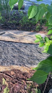 Roller Skater Rescues Tiny Turtle
