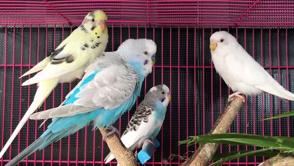 pexels-jyoti-pur-5320822 (1080p).mp4