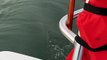 Dolphin Begs Boat For Shrimp