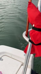 Dolphin Begs Boat For Shrimp