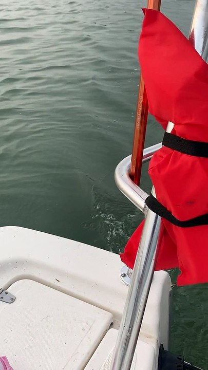Dolphin Begs Boat For Shrimp