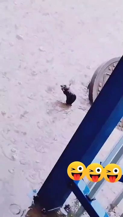 Mouse taking shower funny