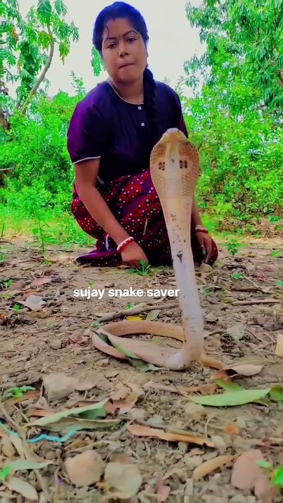 very dngr snake #shorts #youtubeshorts #shortvideo #sujaysnakesaver